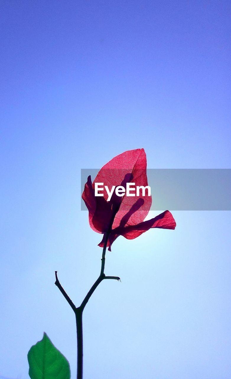 CLOSE-UP OF RED ROSE AGAINST SKY