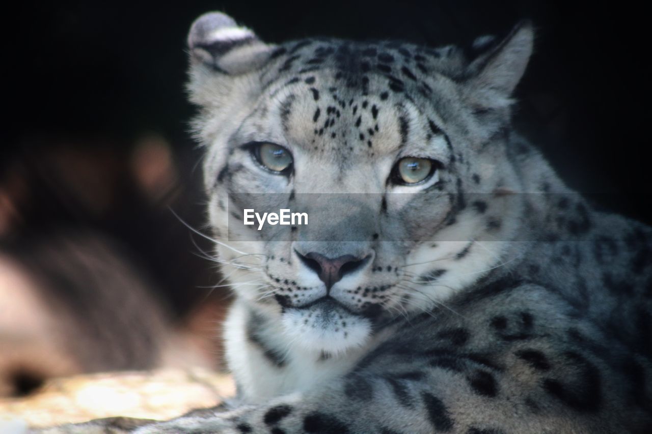 CLOSE-UP PORTRAIT OF CAT ON ROCK