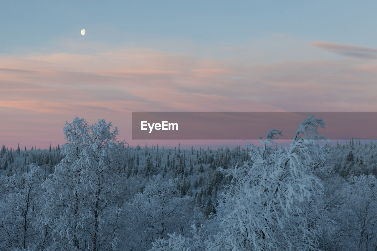 Snow covered bare trees against sky at dusk