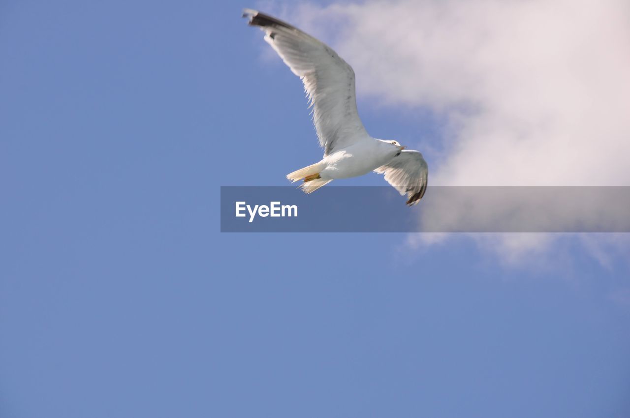 animal themes, animal, animal wildlife, wildlife, bird, flying, gull, one animal, sky, seabird, spread wings, animal body part, blue, low angle view, cloud, nature, seagull, mid-air, copy space, no people, motion, european herring gull, wing, full length, day, outdoors, animal wing, white