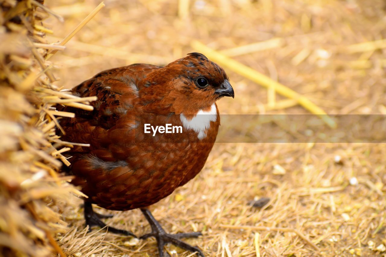 Close-up of a bird on land