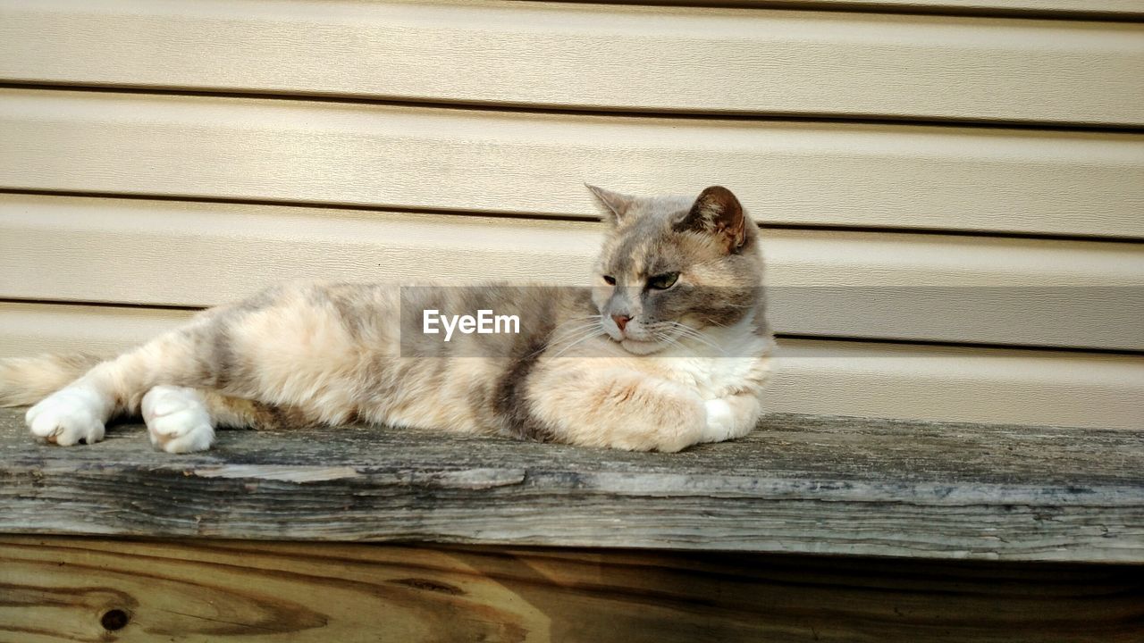 Cat relaxing on wood