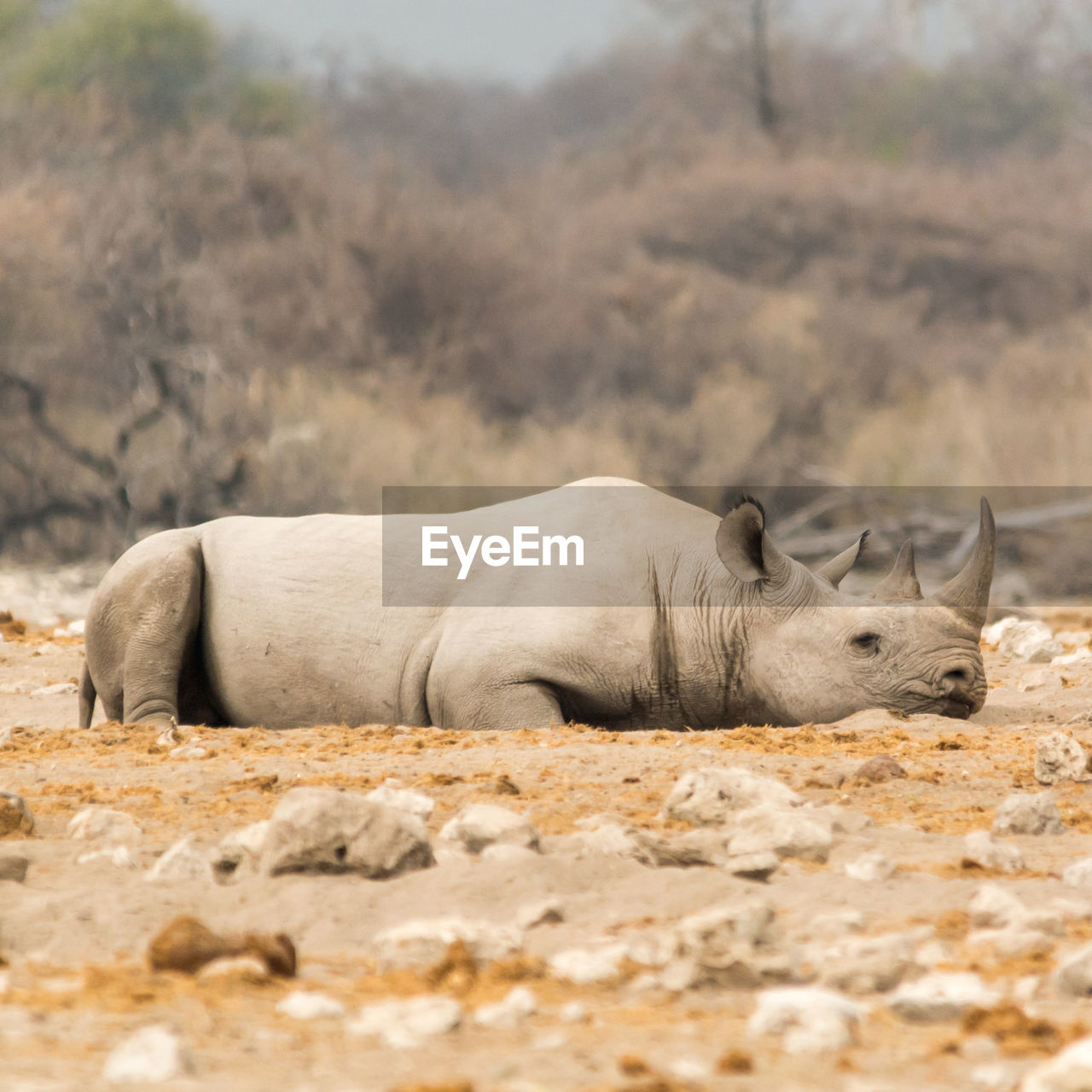 Rhinoceros relaxing on field