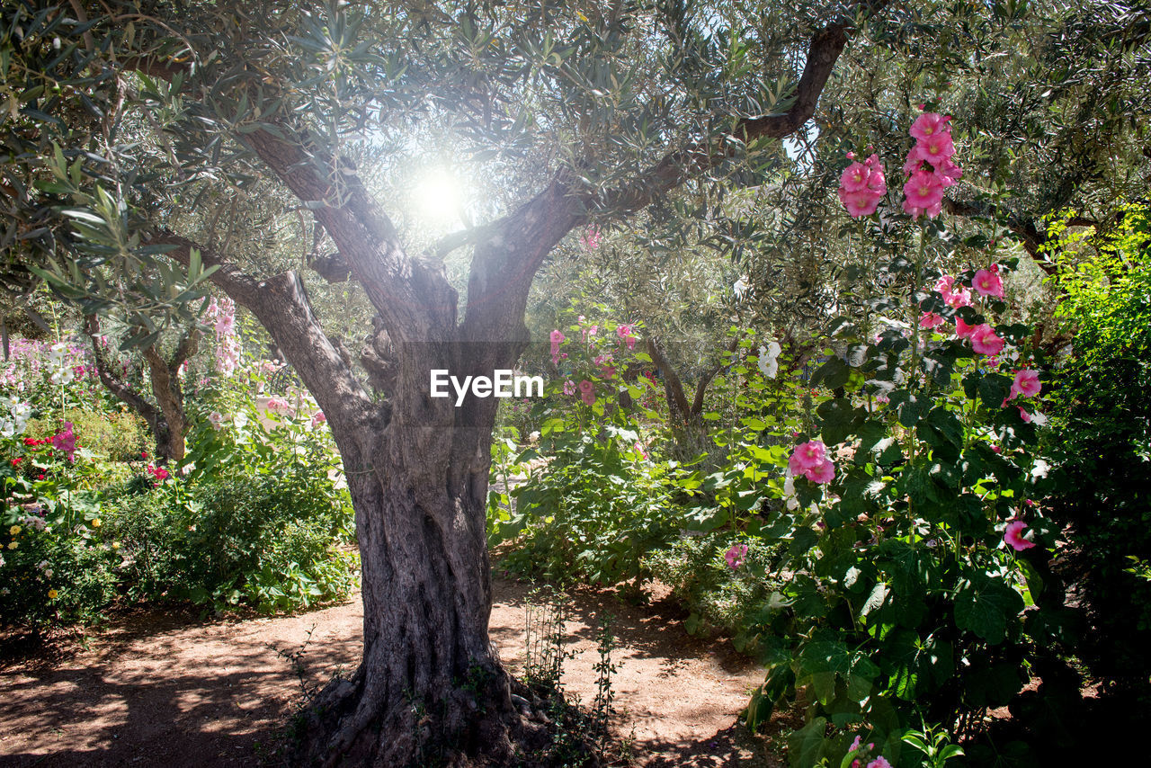 Miraculous heavenly divine light in gethsemane garden. jerusalem, israel