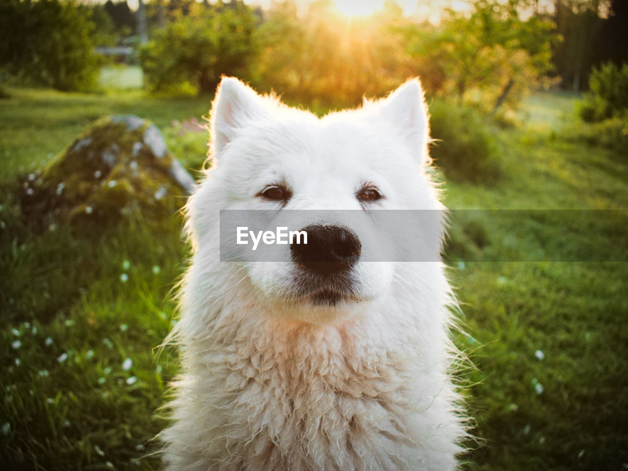 CLOSE-UP OF A WHITE DOG