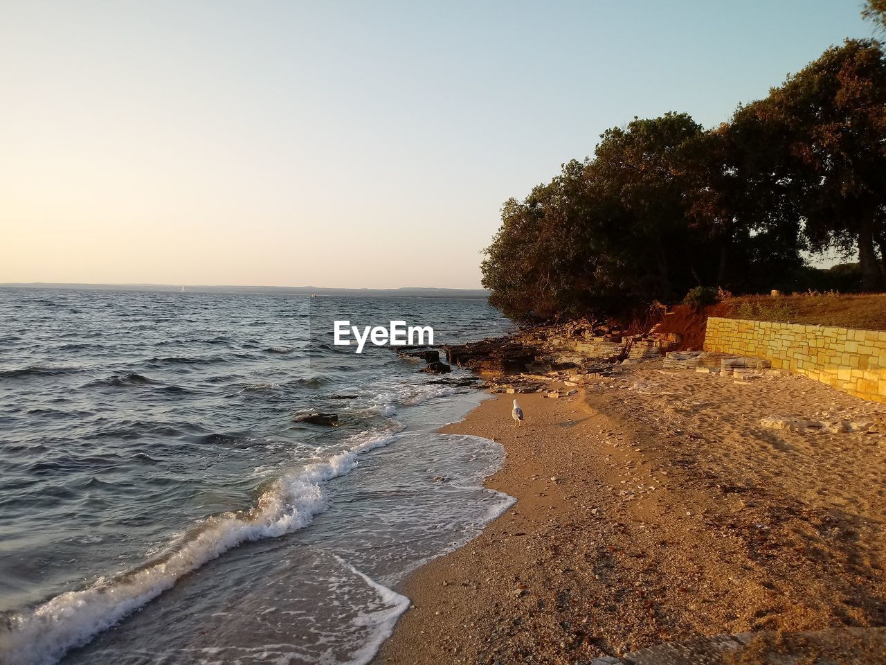 SCENIC VIEW OF BEACH AGAINST CLEAR SKY