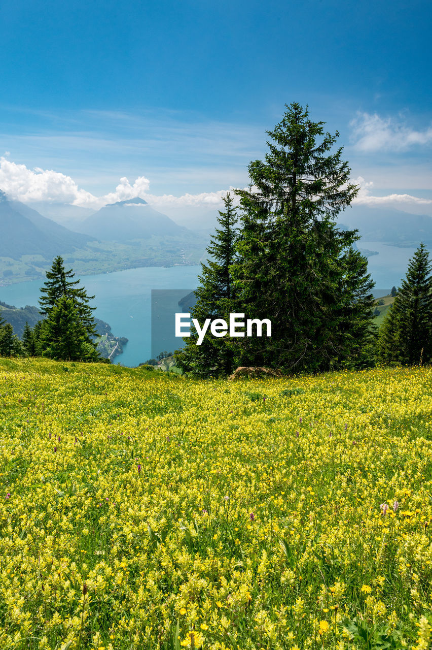 Scenic view of field against sky