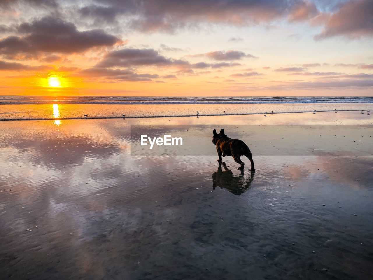 DOG STANDING ON BEACH AGAINST SKY DURING SUNSET