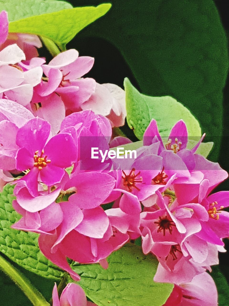 CLOSE-UP OF PINK CHERRY BLOSSOM PLANT