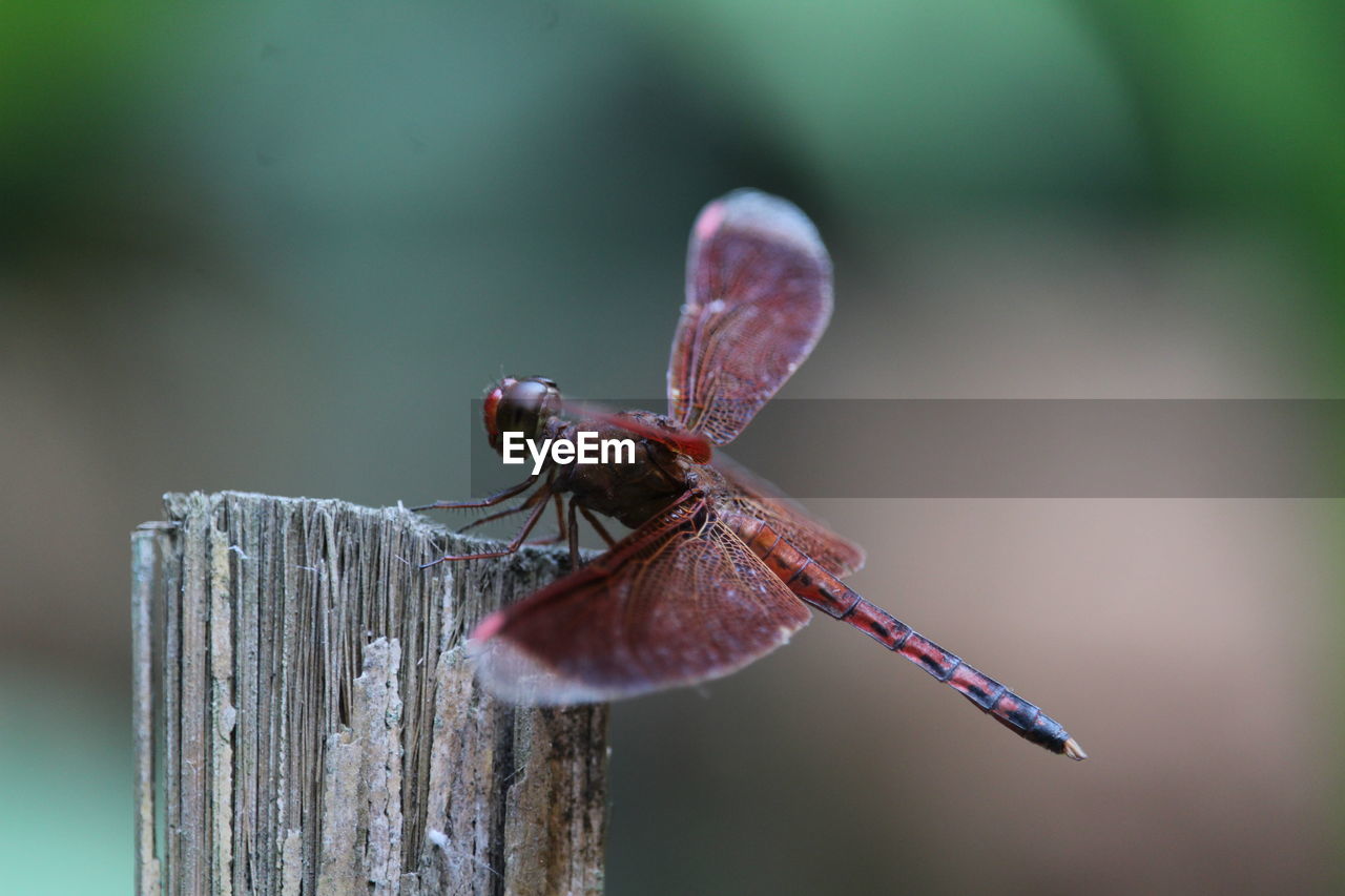 CLOSE-UP OF DRAGONFLY ON WOODEN POST