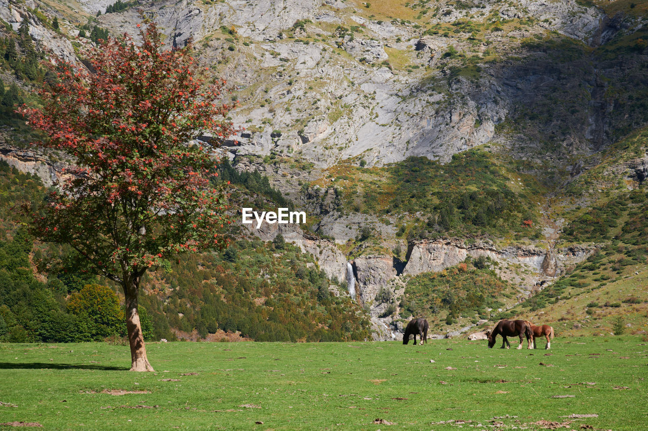 Herd of horses pasturing on hill slope covered with dry grass in valle de pineta in pyrenees, spain