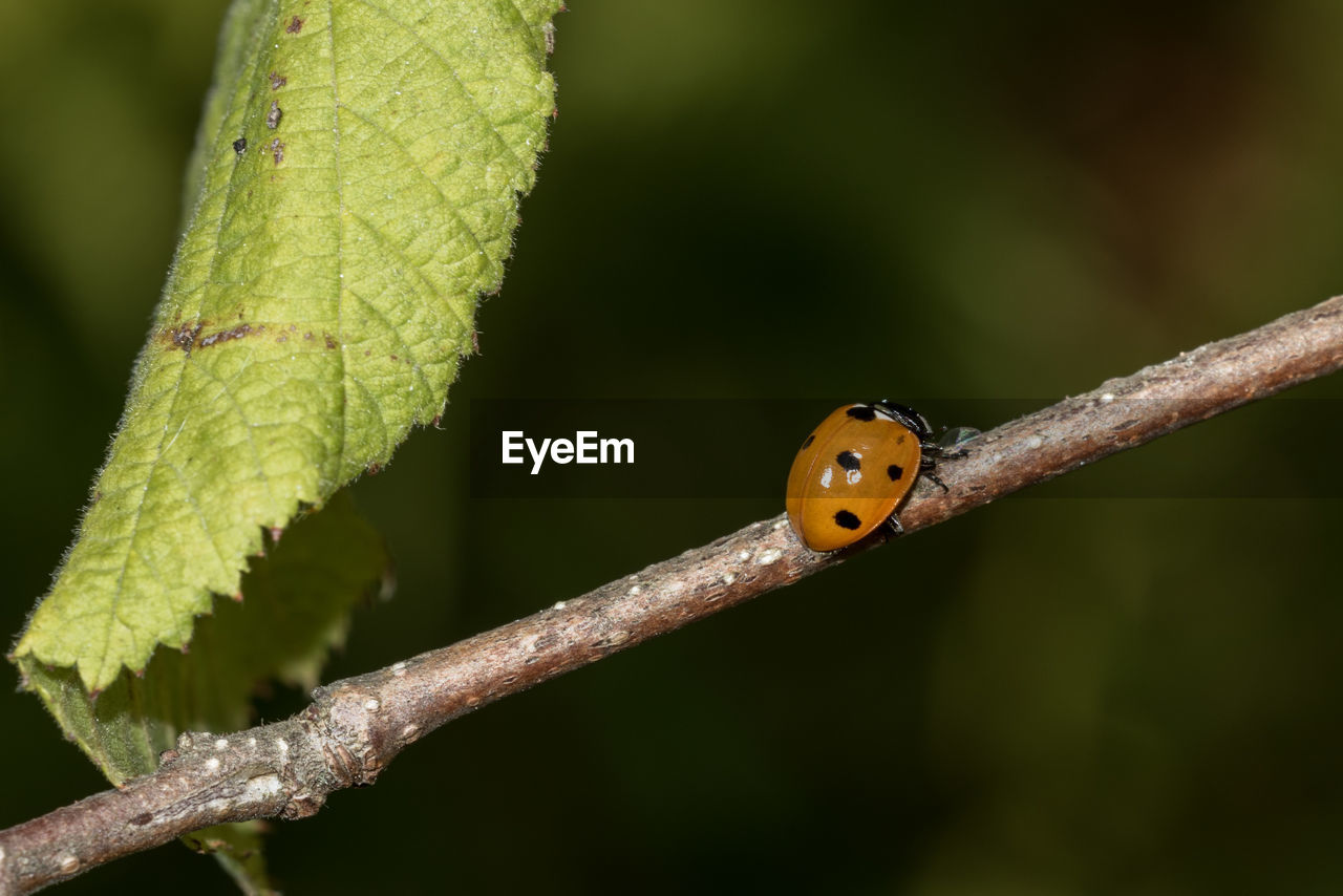 CLOSE UP OF LADYBUG ON LEAF