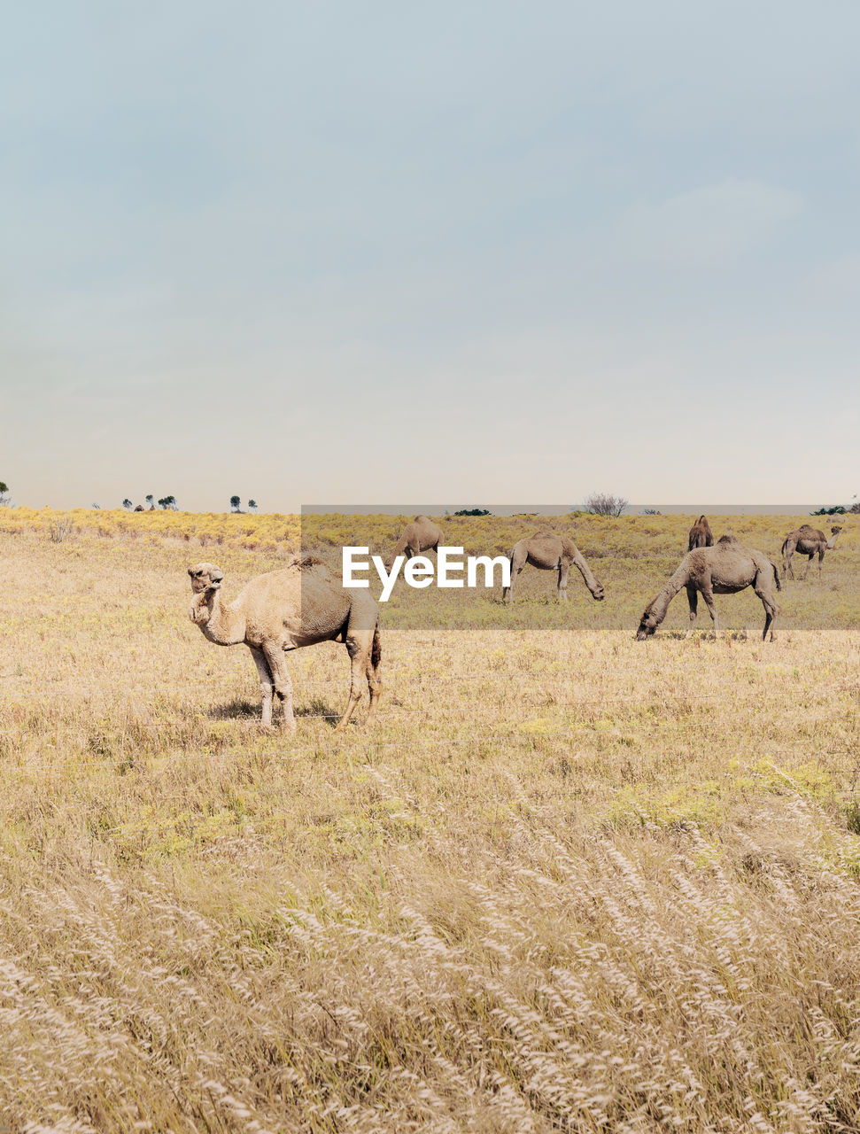 Beautiful picture of feral camels in australia. wild camels and dromedaries are eating bush.