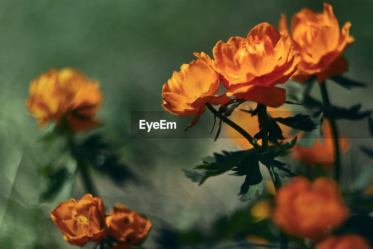 CLOSE-UP OF ORANGE MARIGOLD BLOOMING OUTDOORS