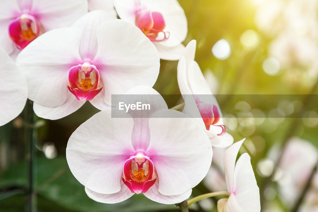 CLOSE-UP OF PINK ORCHID FLOWER