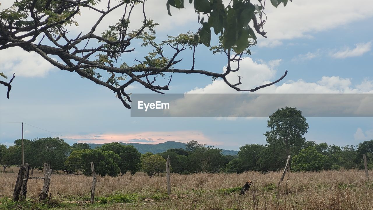 plant, tree, sky, landscape, nature, environment, cloud, rural area, land, savanna, rural scene, scenics - nature, beauty in nature, agriculture, field, no people, outdoors, tranquility, food and drink, food, social issues, natural environment, grass, fruit, flower, growth, branch, tranquil scene, travel, day