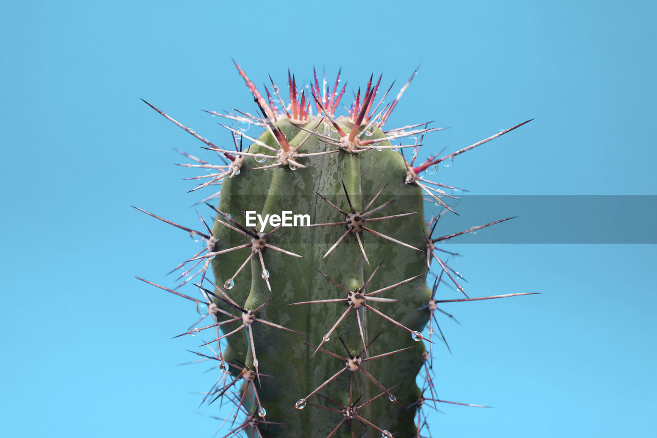 CLOSE-UP OF CACTUS AGAINST BLUE SKY
