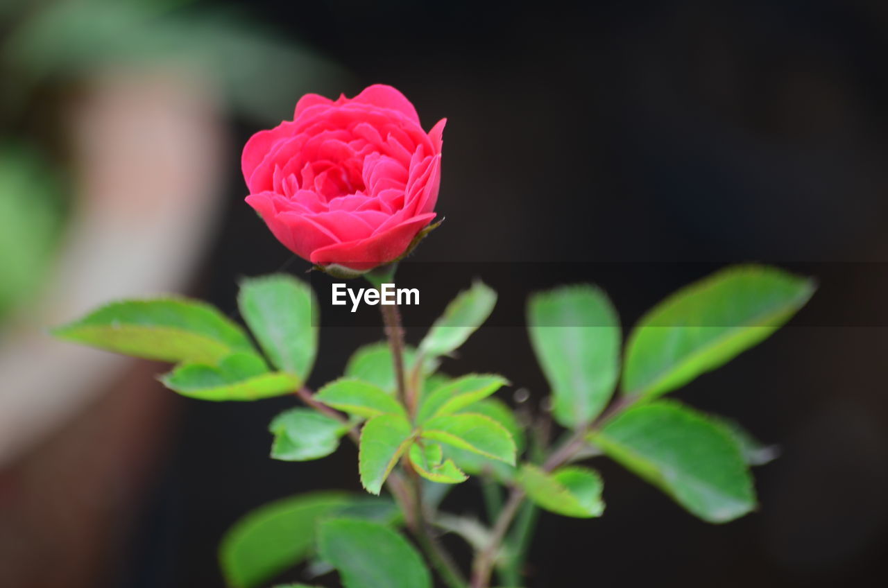 CLOSE-UP OF PINK ROSES