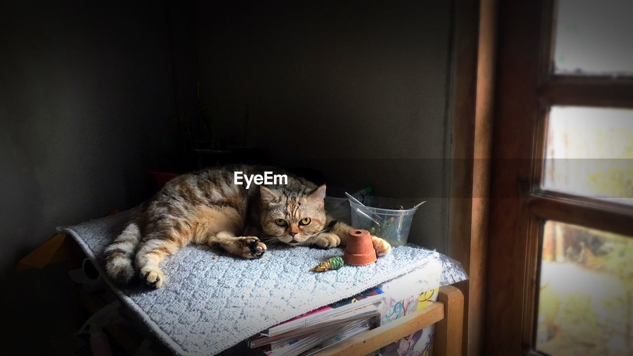 CAT SLEEPING IN THE BED