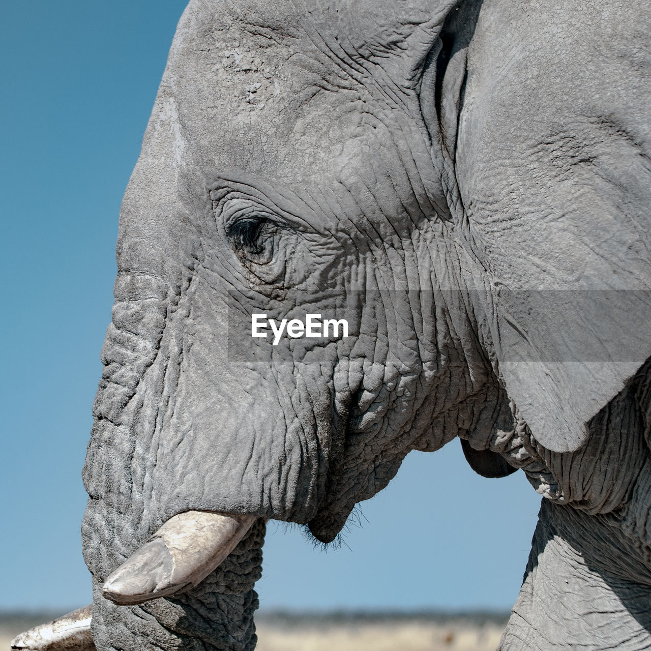 CLOSE-UP OF ELEPHANT LOOKING AT CAMERA