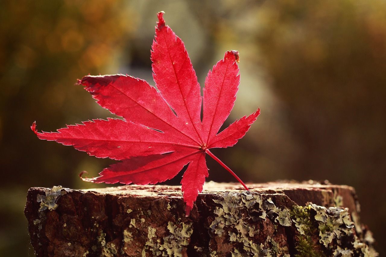 Close-up of red maple leaf