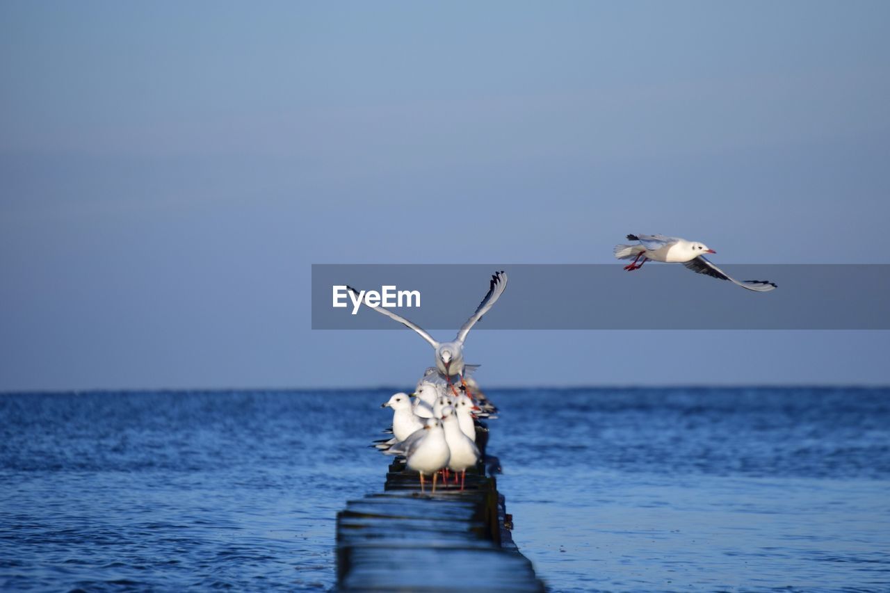 SEAGULLS FLYING OVER SEA AGAINST CLEAR SKY