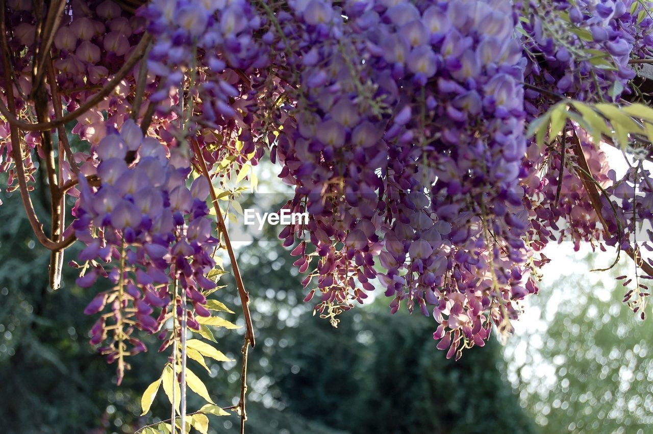 CLOSE-UP OF FLOWERS AGAINST BLURRED BACKGROUND