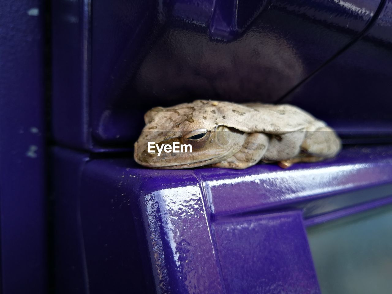 CLOSE-UP OF A FROG ON A FLOOR