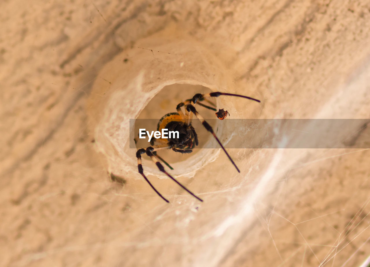 CLOSE-UP OF SPIDER ON SAND