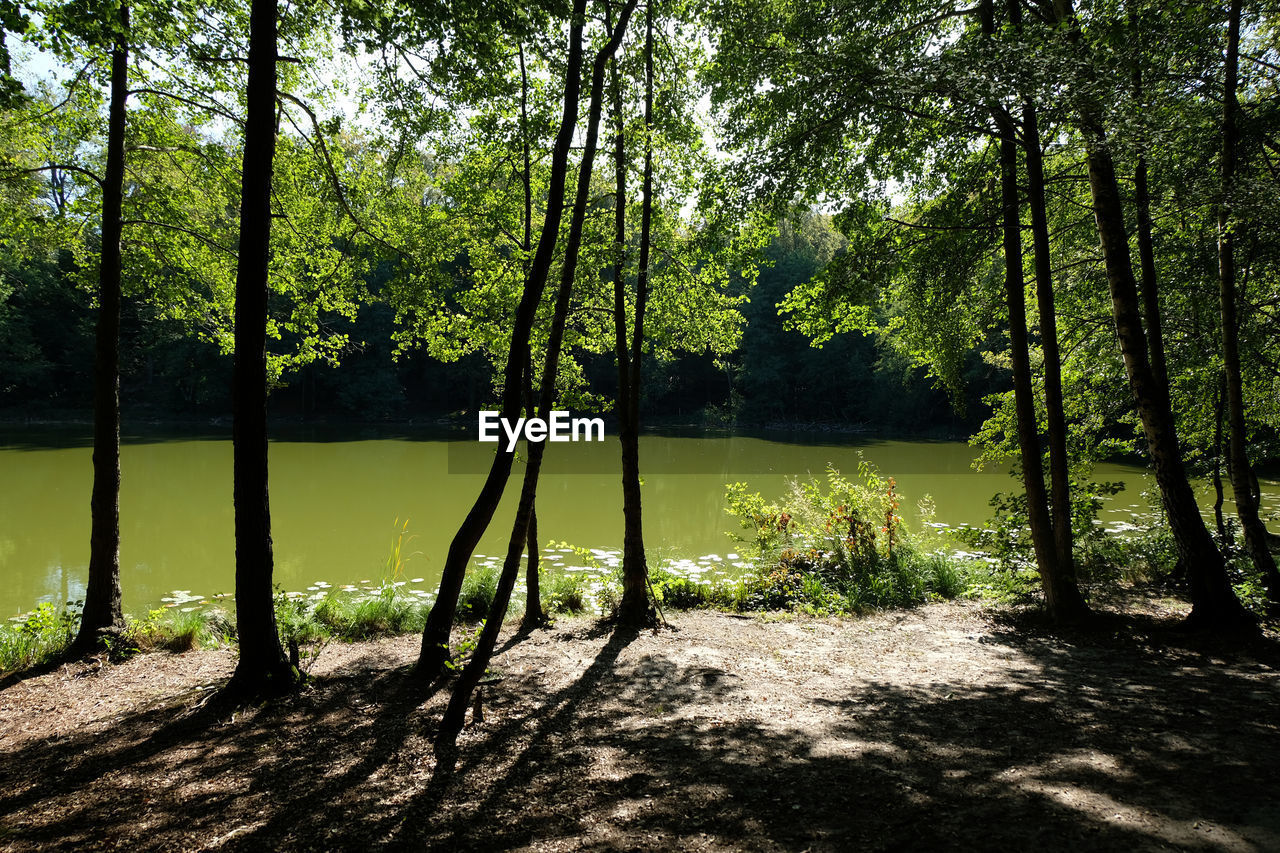 TREES BY LAKE IN FOREST