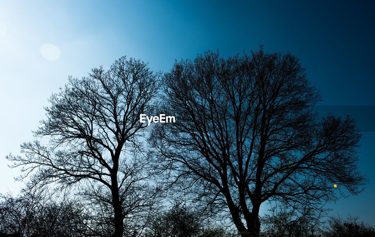 LOW ANGLE VIEW OF TREE