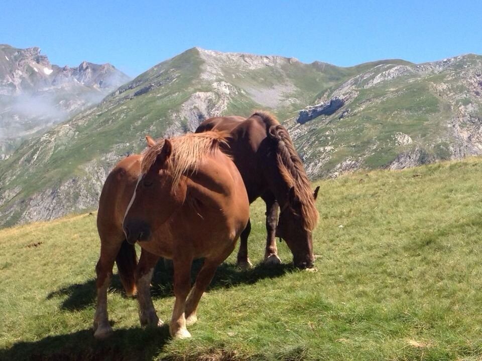 Two horses on hill with mountain in background