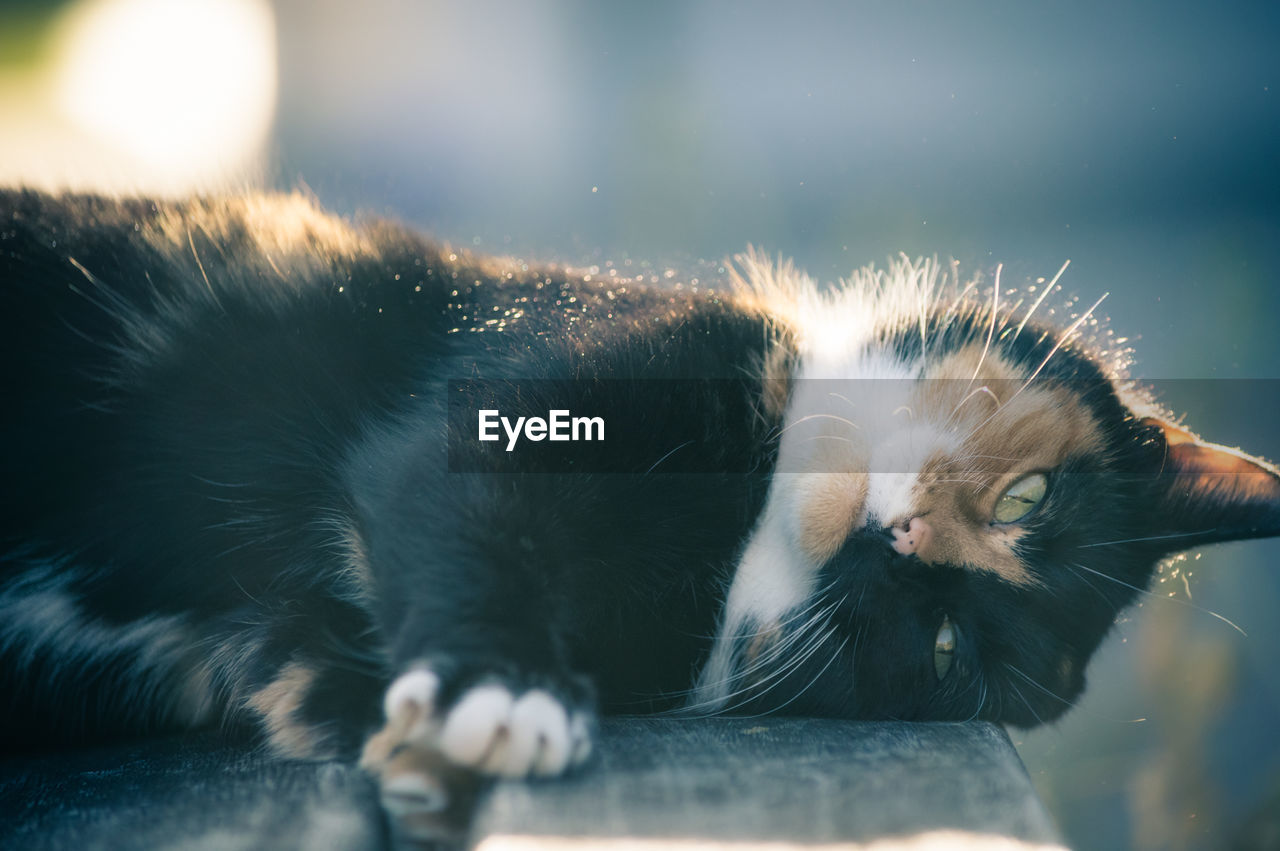 Close-up of cat resting on bench