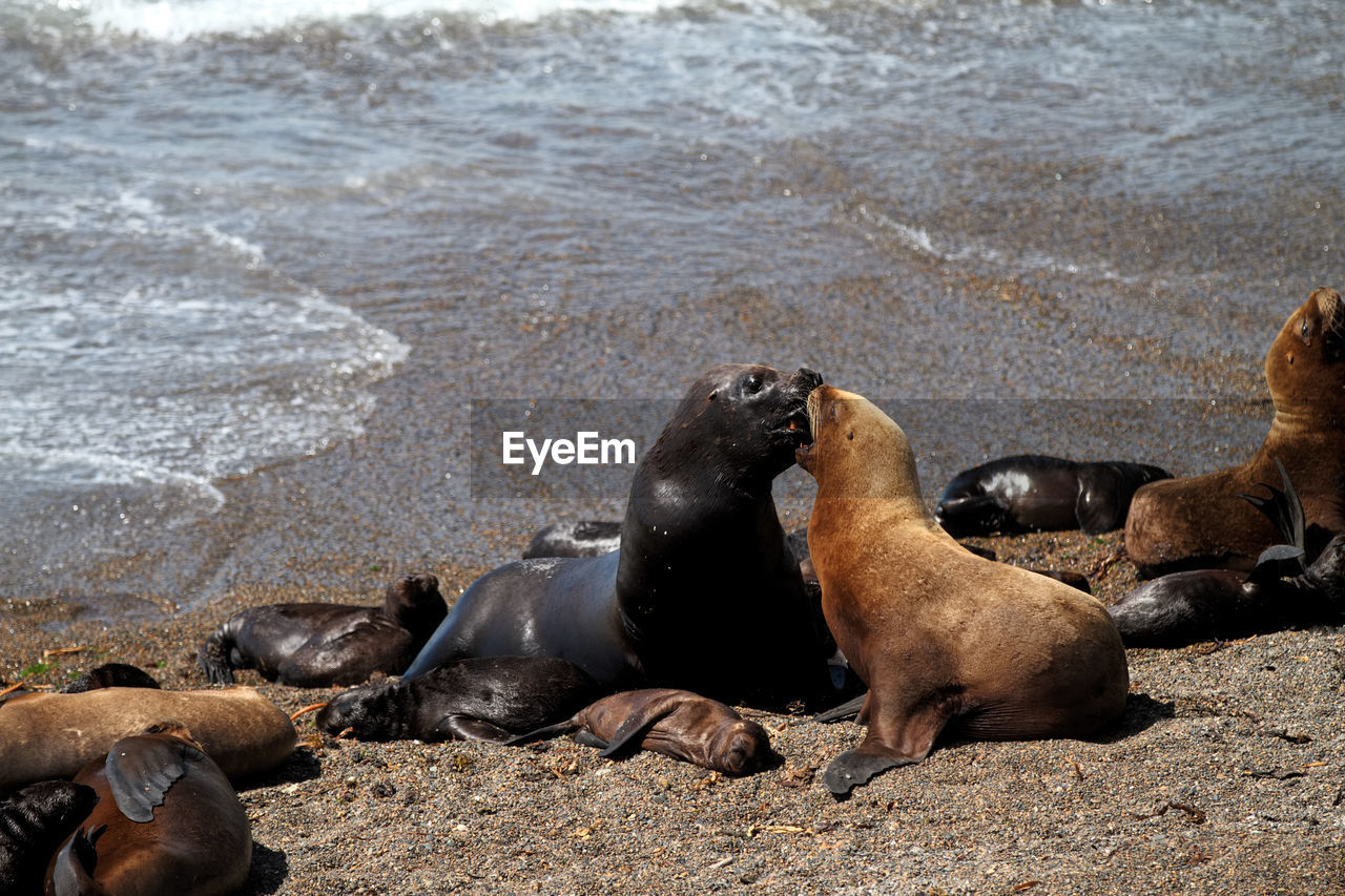 High angle view of sea lion on beach