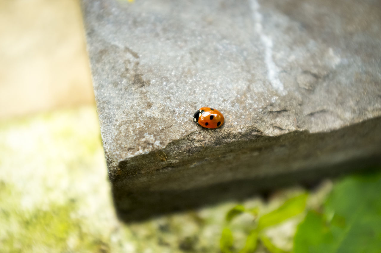 CLOSE-UP OF LADYBUG