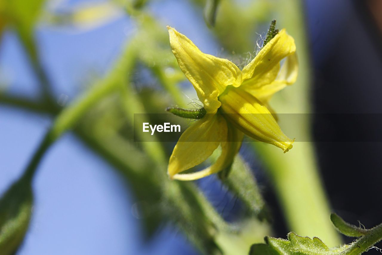 CLOSE-UP OF YELLOW FLOWER PLANT