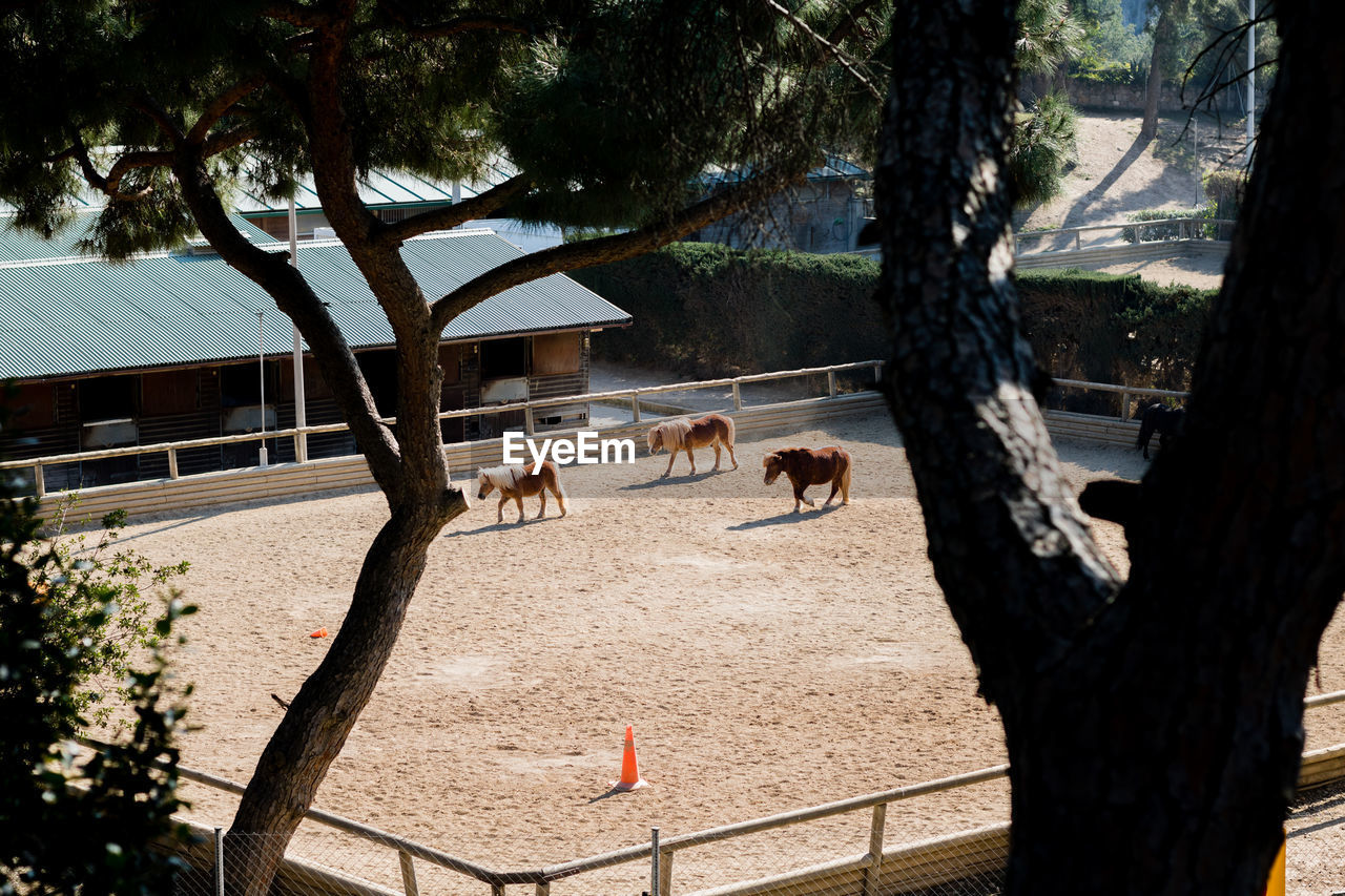 High angle view of pony horses at stable seen through trees