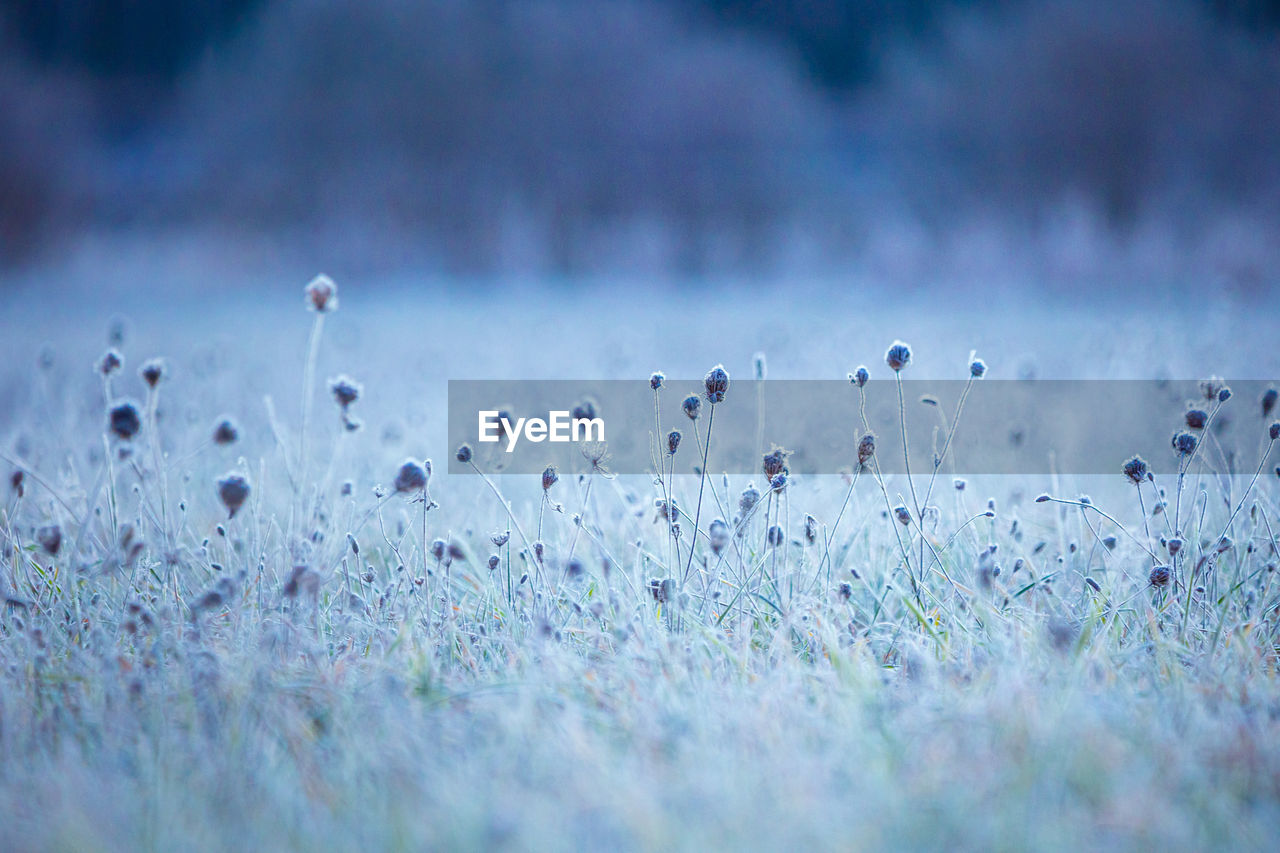 Autumn's frozen tapestry. enchanting meadow captured in ice in northern europe