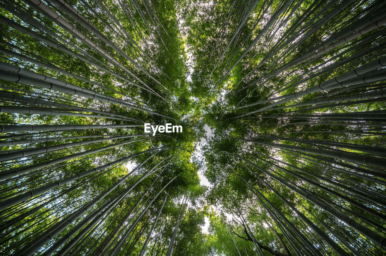Looking up in kyoto's arashiyama bamboo forest