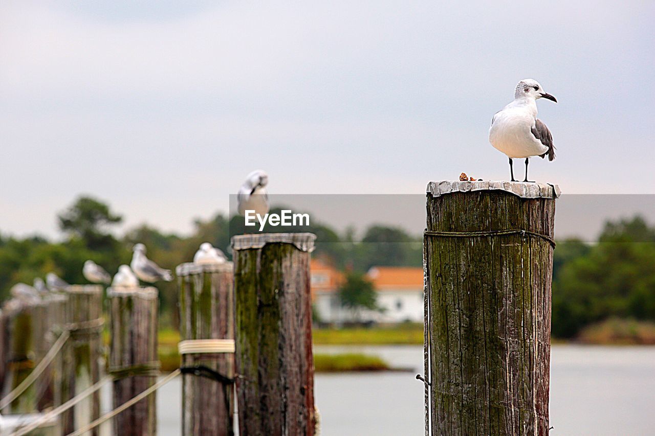 SEAGULL PERCHING ON WOODEN POST
