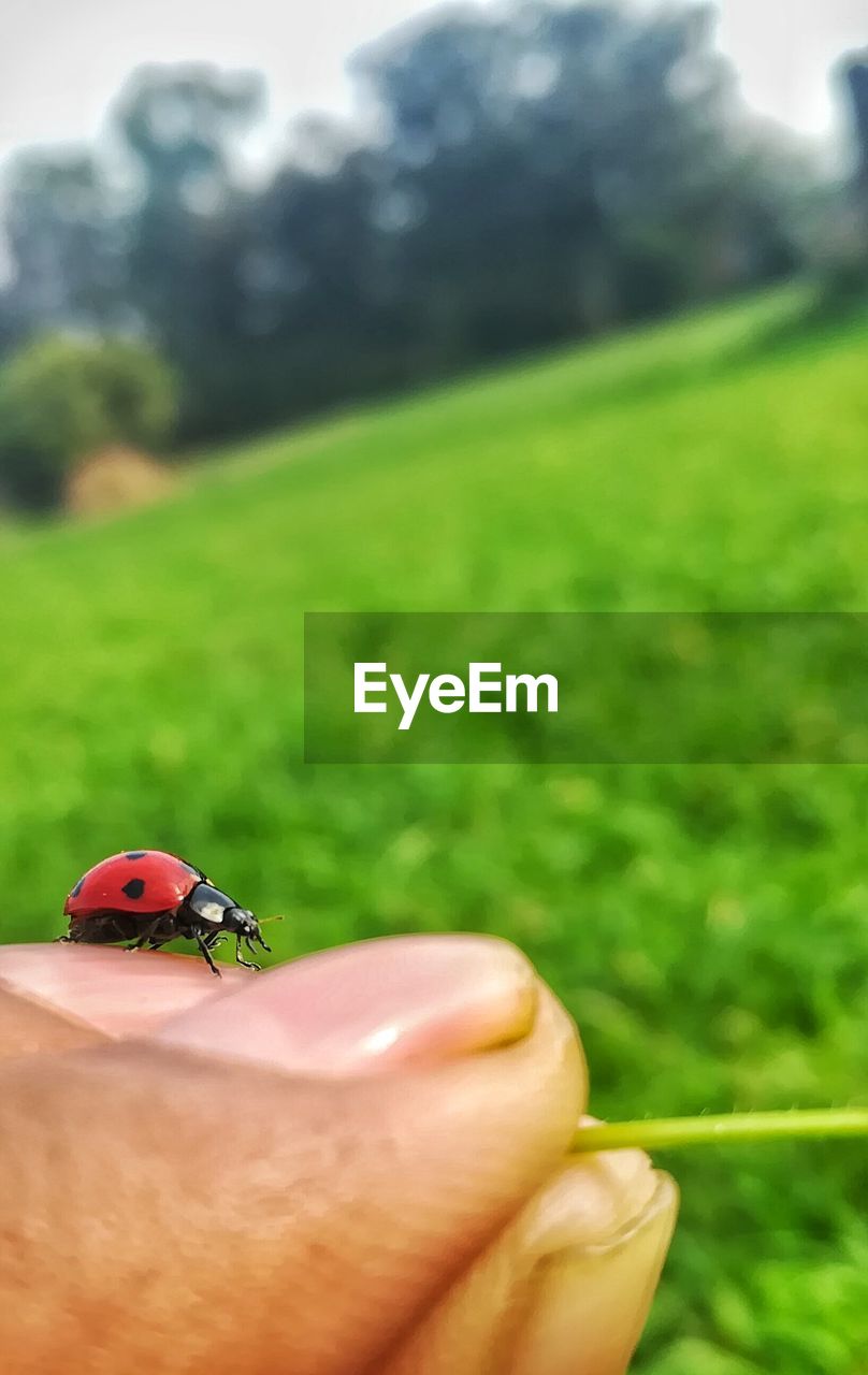 CLOSE-UP OF LADYBUG ON FINGER