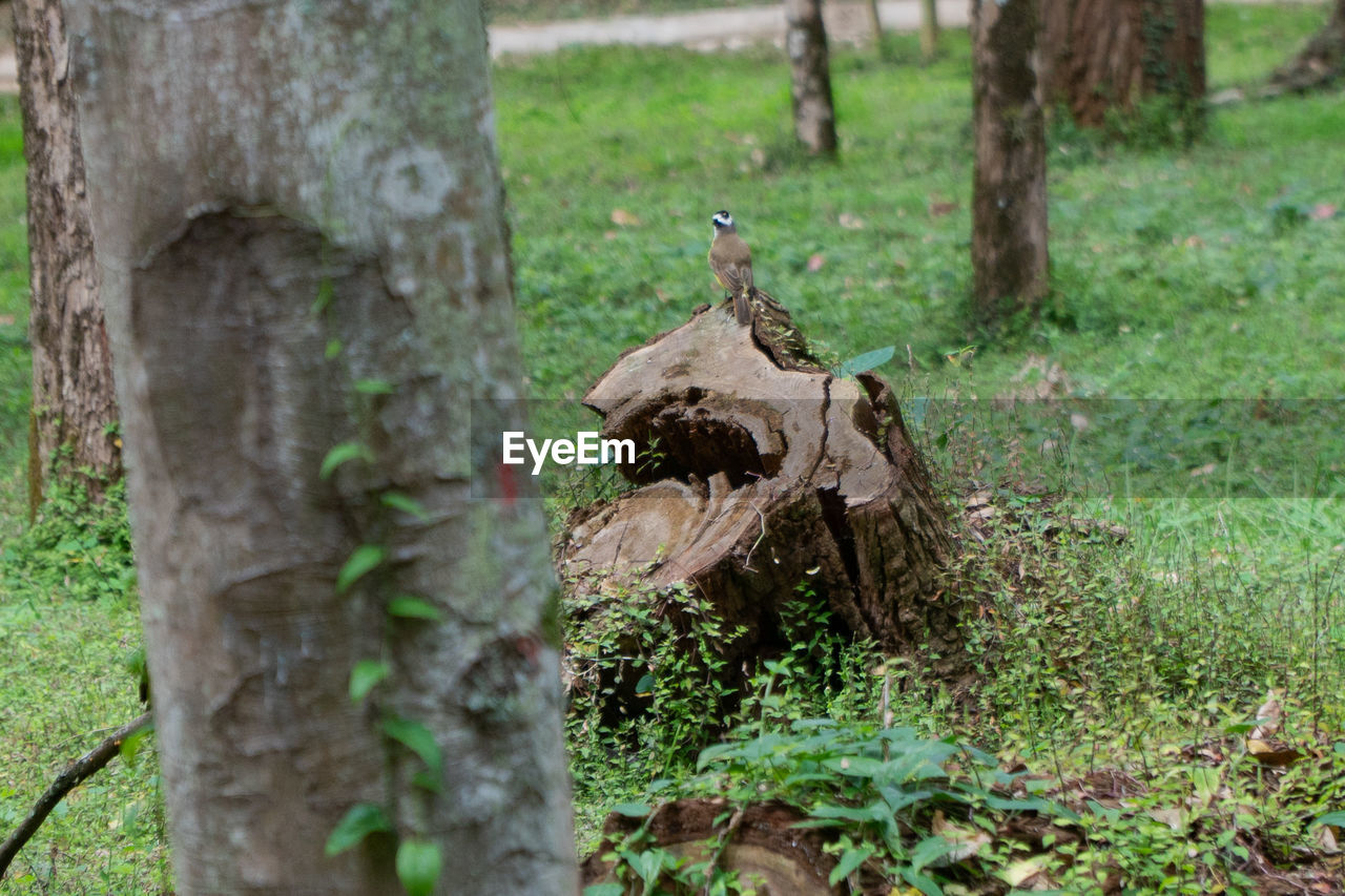 VIEW OF BIRD ON TREE TRUNK