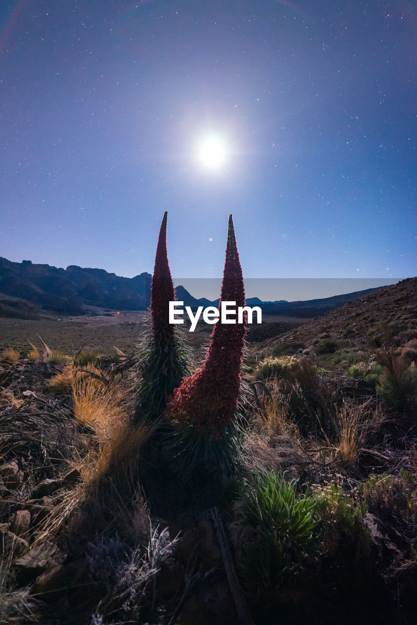 Exotic plant growing in rocky mountainous terrain under starry sky at night in long exposure in tenerife