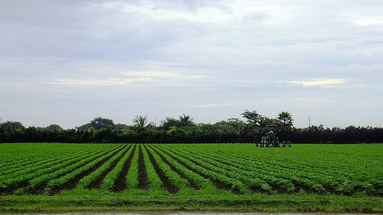 AGRICULTURAL FIELD AGAINST SKY