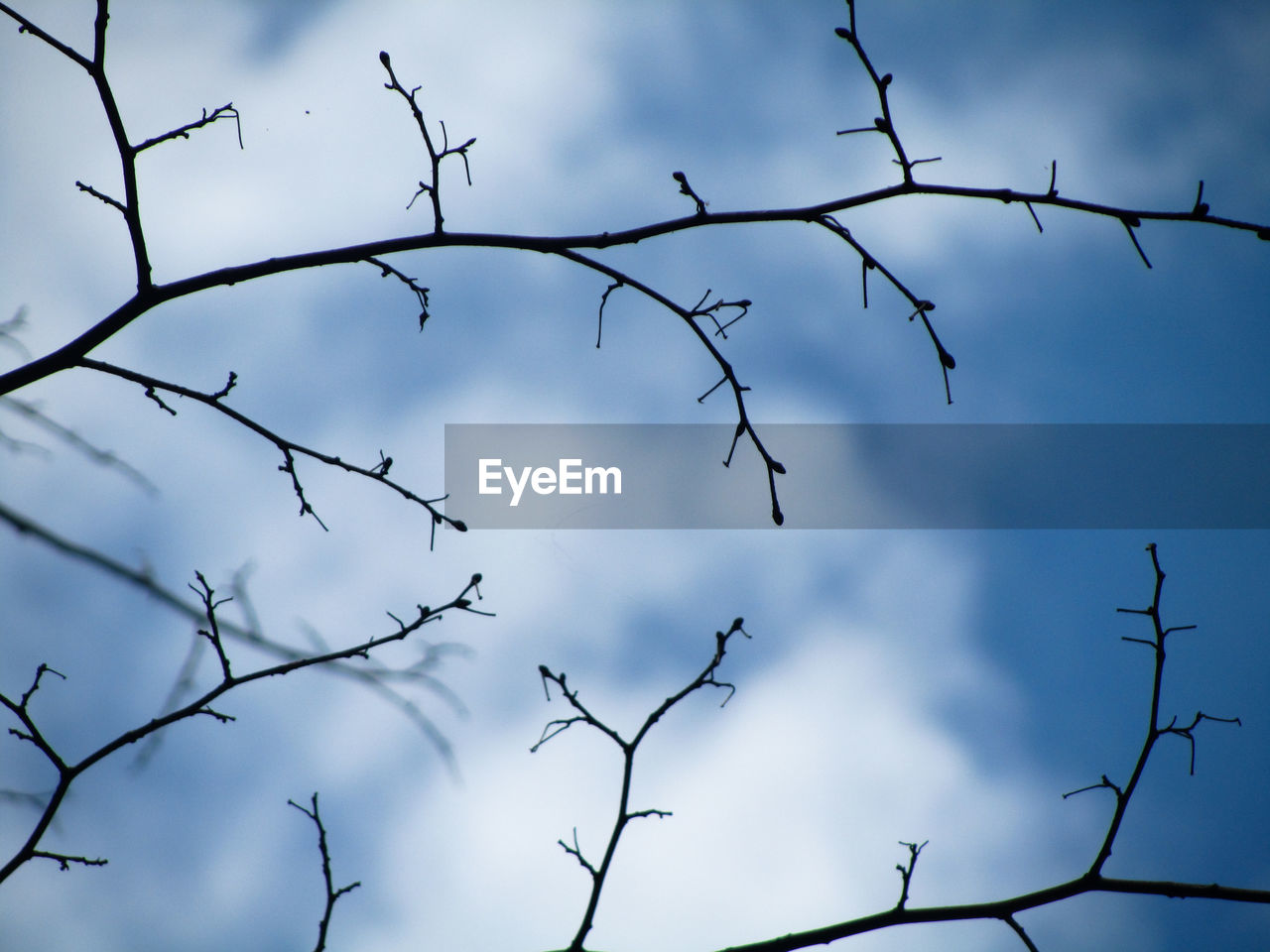 LOW ANGLE VIEW OF BIRDS AGAINST THE SKY