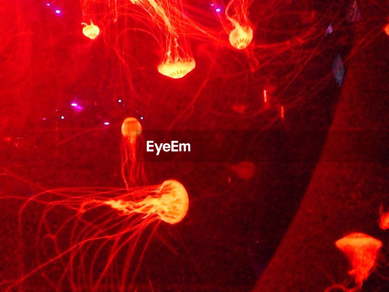 Close-up of jellyfish against dark background