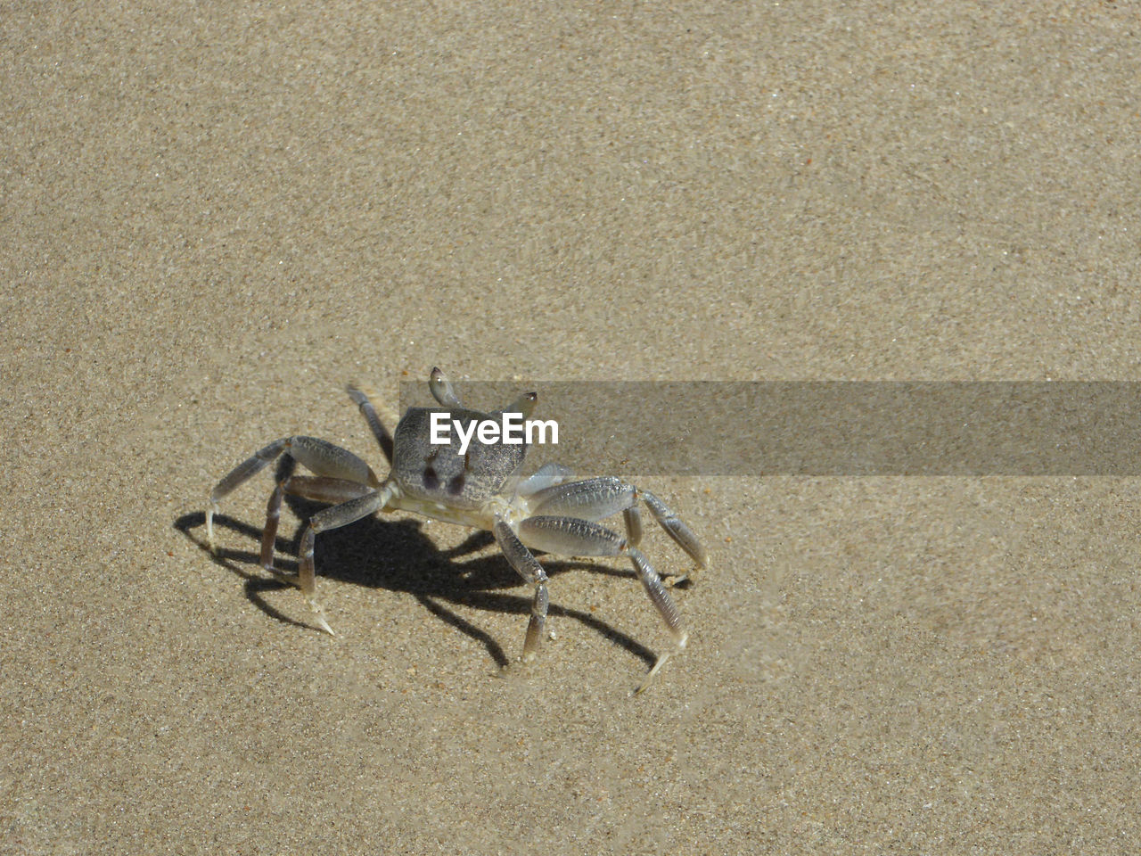 animal, animal themes, sand, animal wildlife, beach, wildlife, land, one animal, nature, high angle view, no people, crab, day, close-up, insect, outdoors, sea, zoology, arachnid, sunlight, marine