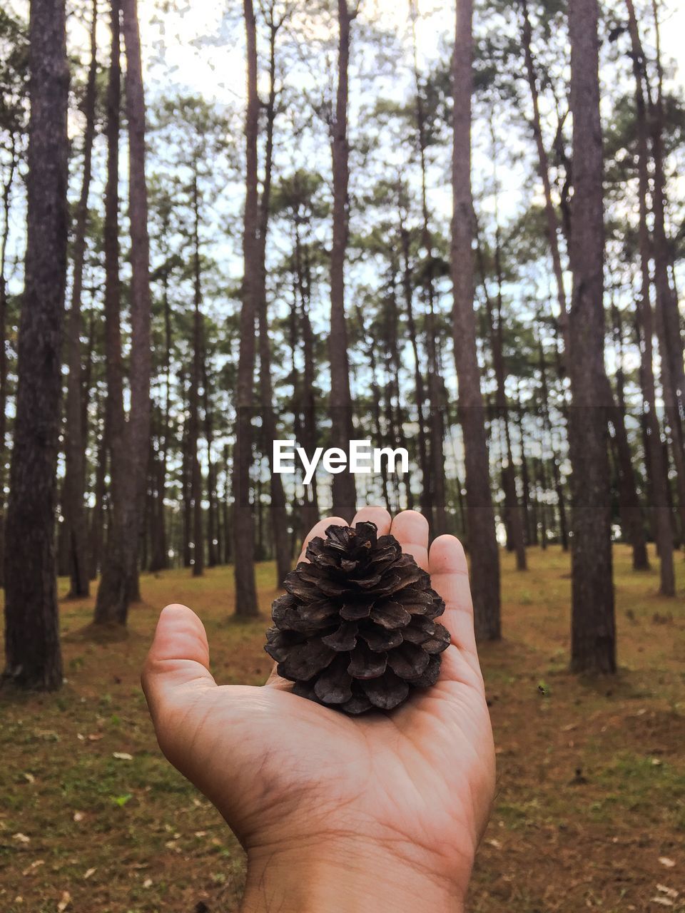Close-up of hand holding pine cone against trees in forest