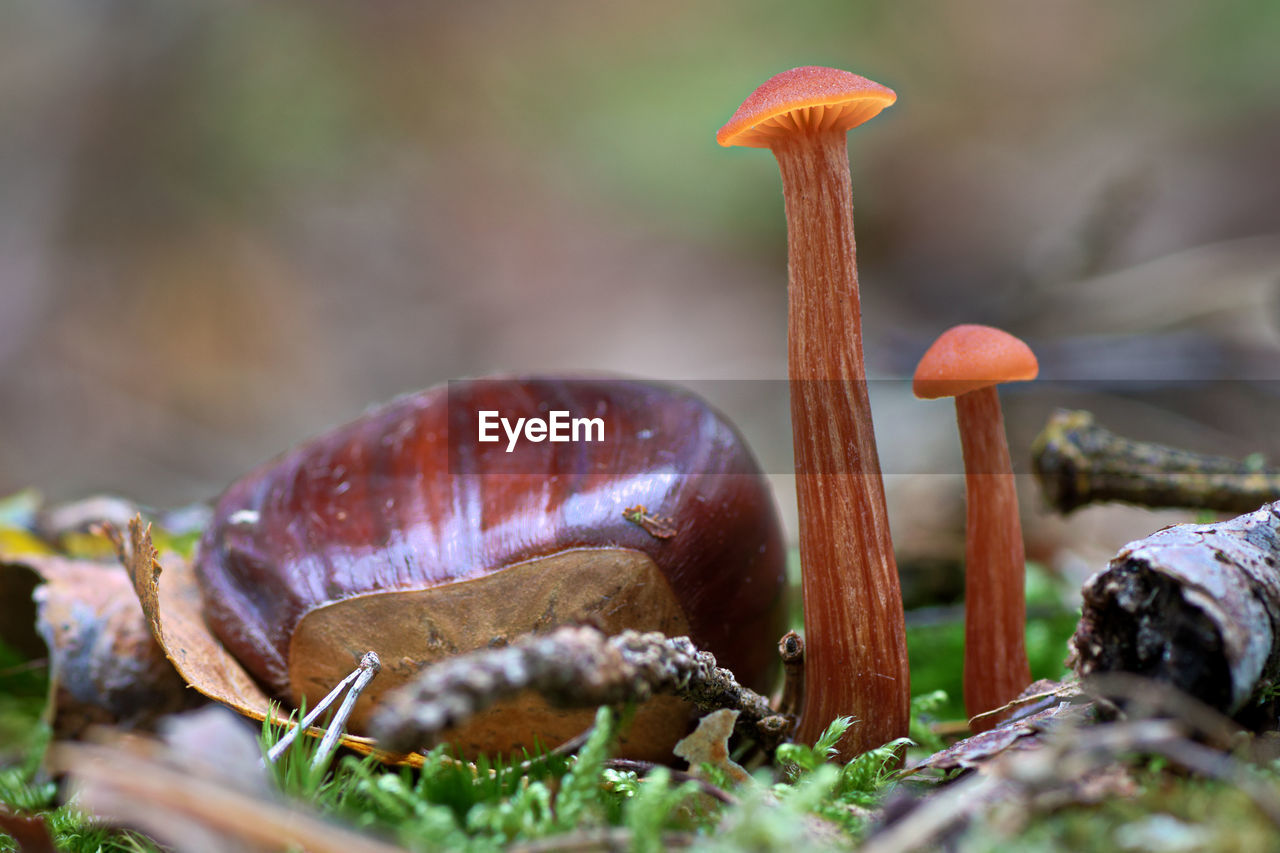 Close-up of mushroom growing on field