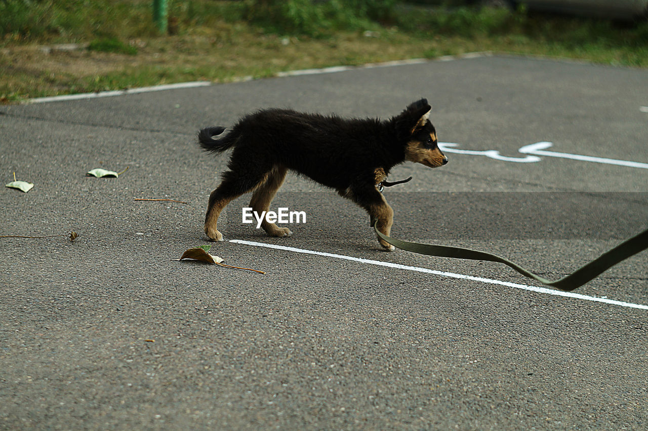 Dog running on road